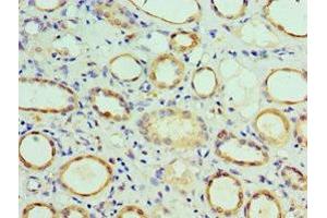 Immunohistochemistry of paraffin-embedded human kidney tissue using ABIN7148497 at dilution of 1:100 (COPS7A Antikörper  (AA 1-275))