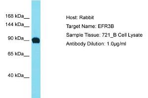 Host: Rabbit Target Name: EFR3B Sample Type: 721_B Whole Cell lysates Antibody Dilution: 1. (EFR3B Antikörper  (C-Term))