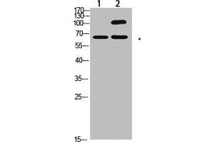 Western Blot analysis of 1,Hela 2,Mouse-kidney cells using primary antibody diluted at 1:2000(4 °C overnight).