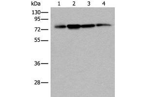 PHF21A Antikörper