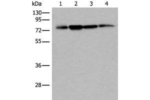 Western blot analysis of 293T Hela and A375 cell lysates using PHF21A Polyclonal Antibody at dilution of 1:400 (PHF21A Antikörper)