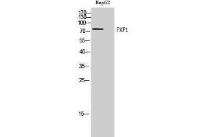 Western Blotting (WB) image for anti-Fas (TNFRSF6) Associated Factor 1 (FAF1) (C-Term) antibody (ABIN3175048) (FAF1 Antikörper  (C-Term))