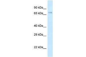 WB Suggested Anti-Apbb2 Antibody Titration: 1. (APBB2 Antikörper  (N-Term))