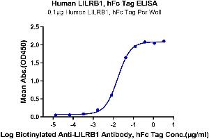 Immobilized Human LILRB1, hFc Tag at 1 μg/mL (100 μL/Well) on the plate. (LILRB1 Protein (Fc Tag))
