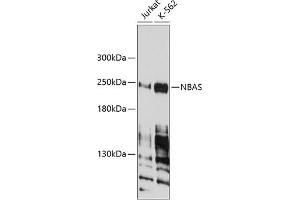Western blot analysis of extracts of various cell lines, using NBAS antibody (ABIN1680973, ABIN3019188, ABIN3019189 and ABIN6220752) at 1:1000 dilution. (NBAS Antikörper  (AA 1-70))