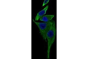 Immunofluorescence (IF) image for anti-TRAF-Type Zinc Finger Domain Containing 1 (TRAFD1) (AA 401-582) antibody (ABIN1724774)