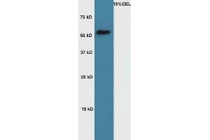 Lane 1: Mouse muscle lysates probed with Rabbit Anti-Cyclin A1 Polyclonal Antibody, Unconjugated (ABIN714026) at 1:300 overnight at 4 °C. (Cyclin A1 Antikörper  (AA 211-310))
