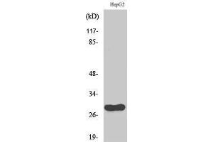 Western Blotting (WB) image for anti-Cell Division Cycle Associated 3 (CDCA3) (C-Term) antibody (ABIN3183827) (CDCA3 Antikörper  (C-Term))