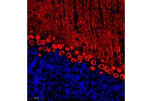 Immunofluorescent analysis of paraffin embedded mouse cerebellum using HOMER3 (ABIN7074257) at dilution of 1: 700 (HOMER3 Antikörper)