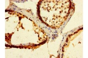 Immunohistochemistry of paraffin-embedded human testis tissue using ABIN7165779 at dilution of 1:100 (MAEL Antikörper  (AA 1-200))