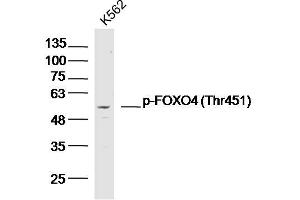 K562 lysates probed with p-FOXO4 (Thr451) Polyclonal Antibody, Unconjugated  at 1:300 dilution and 4˚C overnight incubation. (FOXO4 Antikörper  (pThr451))