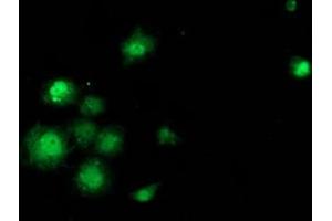 Anti-SAMHD1 mouse monoclonal antibody (ABIN2453937) immunofluorescent staining of COS7 cells transiently transfected by pCMV6-ENTRY SAMHD1 (RC206013). (SAMHD1 Antikörper)