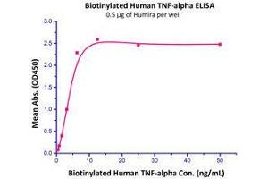 Immobilized Humira at 5 µg/mL (100 µl/well) can bind Biotinylated Human TNF-alpha  with a linear range of 0. (TNF alpha Protein (AA 77-233) (Biotin))