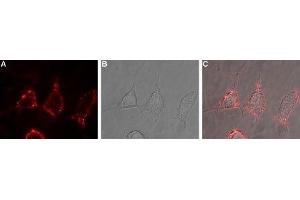 Expression of mGluR2 in rat PC12 cells - Cell surface detection of mGluR2 in live intact rat PC12 pheochromocytoma cells. (GRM2 Antikörper  (Extracellular))