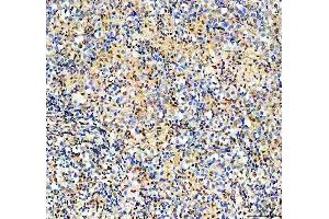 IHC analysis of HRAD50 using anti-RAD50 antibody (ABIN7599857).