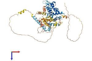 ARHGAP36 Protein (AA 1-590) (His tag)