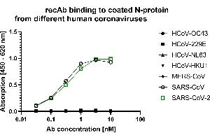 ELISA image for anti-SARS-CoV-2 Nucleocapsid (SARS-CoV-2 N) (Whole Molecule) antibody (ABIN7581774)