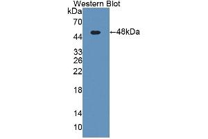 Western blot analysis of the recombinant protein. (KNG1 Antikörper  (AA 19-380))