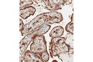 Immunohistochemical analysis of paraffin-embedded Human placenta tissue using (ABIN656475 and ABIN2845755) performed on the Leica® BOND RXm. (GAA Antikörper  (N-Term))