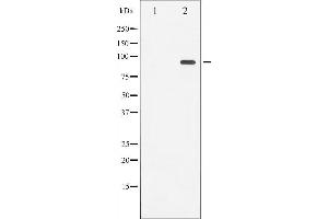 Western blot analysis of Progesterone Receptor phosphorylation expression in heatshock treated 293 whole cell lysates,The lane on the left is treated with the antigen-specific peptide.