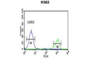 ADH7 Antibody (C-Term) flow cytometric analysis of K562 cells (right histogram) compared to a negative control cell (left histogram).