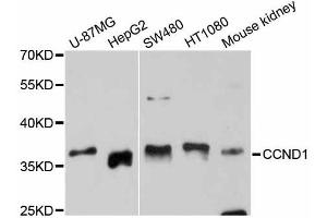 Western blot analysis of extracts of various cell lines, using CCND1 antibody. (Cyclin D1 Antikörper  (C-Term))