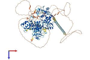 PAXIP1 Protein (AA 1-1056) (His tag)