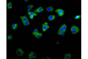 Immunofluorescence (IF) image for anti-Amiloride-Sensitive Cation Channel 2, Neuronal (ACCN2) (AA 195-297) antibody (ABIN7142996)