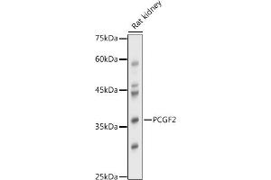 Western blot analysis of extracts of Rat kidney, using PCGF2 antibody (ABIN7269450) at 1:1000 dilution. (PCGF2 Antikörper)