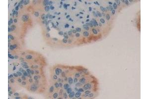 Immunohistochemistry (IHC) image for anti-Lipocalin 8 (LCN8) (AA 27-176) antibody (ABIN7443596)