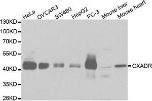 Western blot analysis of extracts of various cell lines, using CXADR antibody (ABIN5970924) at 1/1000 dilution. (Coxsackie Adenovirus Receptor Antikörper)