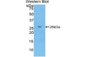 Western blot analysis of recombinant Mouse TNFSF14. (TNFSF14 Antikörper  (AA 51-239))