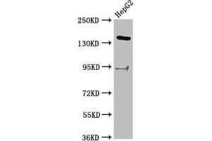Western Blot Positive WB detected in: HepG2 whole cell lysate All lanes: INO80 antibody at 2. (INO8 (AA 1365-1495) Antikörper)