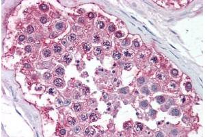 Human Testis (formalin-fixed, paraffin-embedded) stained with NR0B1 antibody ABIN213502 at 10 ug/ml followed by biotinylated goat anti-rabbit IgG secondary antibody ABIN481713, alkaline phosphatase-streptavidin and chromogen. (NR0B1 Antikörper  (Ligand Binding Domain))