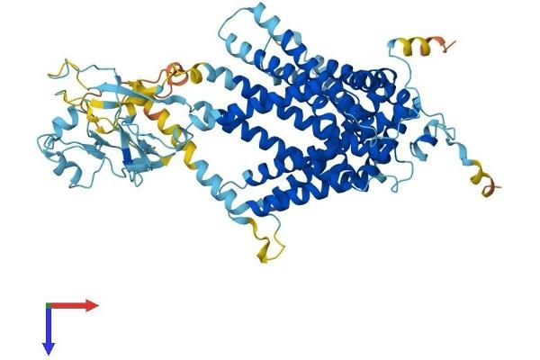 SLC44A4 Protein (AA 1-710) (His tag)
