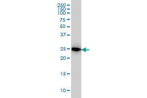 IL27 monoclonal antibody (M01), clone 3F12 Western Blot analysis of IL27 expression in HeLa . (IL-27 Antikörper  (AA 177-243))