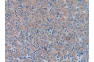 DAB staining on IHC-P; Samples: Mouse Ovary Tissue (LCN5 Antikörper  (AA 28-187))