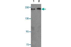 Western blot analysis of KLOTHO in rat heart tissue lysate with KL polyclonal antibody  at 1 ug/mL (lane 1) and 2 ug/mL (lane 2). (Klotho Antikörper  (AA 410-460))