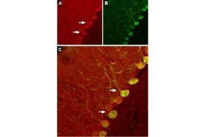 Expression of Nogo receptor in rat cerebellumImmunohistochemical staining of rat cerebellum using Anti-Nogo Receptor (extracellular) Antibody (ABIN7043601, ABIN7044757 and ABIN7044758). (Reticulon 4 Receptor (RTN4R) Peptid)