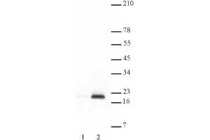 Histone H3 acetyl Lys9 antibody tested by Western blot. (Histone 3 Antikörper  (H3K9ac))