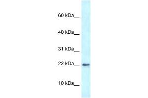 WB Suggested Anti-Rbm3 Antibody   Titration: 1. (RBM3 Antikörper  (N-Term))