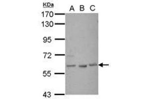 Image no. 1 for anti-GLIS Family Zinc Finger 1 (GLIS1) (Internal Region) antibody (ABIN1496043)