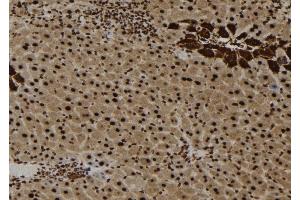 ABIN6257756 and ABIN6273652 at 1/100 staining Mouse liver tissue by IHC-P. (IL16 Antikörper  (C-Term))
