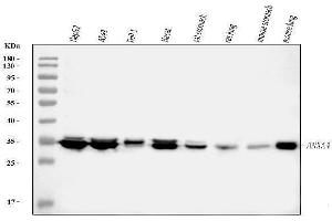 Western blot analysis of ANXA4 using anti-ANXA4 antibody (ABIN5518805).