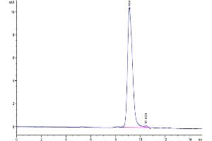 The purity of Human uPAR Domain (2+3) is greater than 95 % as determined by SEC-HPLC. (PLAUR Protein (AA 115-305) (His tag))