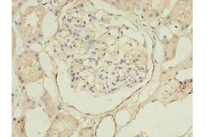Immunohistochemistry of paraffin-embedded human kidney tissue using ABIN7145408 at dilution of 1:100 (B3GNT1 Antikörper  (AA 161-415))