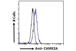 ABIN570984 Flow cytometric analysis of paraformaldehyde fixed Kelly cells (blue line), permeabilized with 0. (CaMKII alpha/beta (Internal Region) Antikörper)