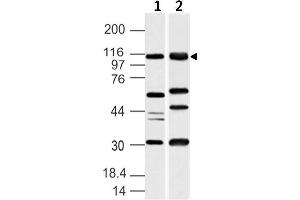Image no. 1 for anti-Ubiquitin-Like Modifier Activating Enzyme 6 (UBA6) (AA 710-955) antibody (ABIN5027617) (UBA6 Antikörper  (AA 710-955))