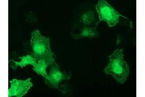 Anti-GAS7 mouse monoclonal antibody (ABIN2453056) immunofluorescent staining of COS7 cells transiently transfected by pCMV6-ENTRY GAS7 (RC215256). (GAS7 Antikörper)