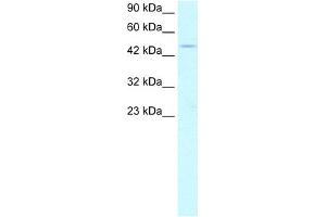 WB Suggested Anti-PPARA Antibody Titration:  2. (PPARA Antikörper  (Middle Region))